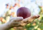 Educazione alimentare: pubblicato su Nutrients lo studio dell’innovativo progetto “Sano, giusto e con gusto!”