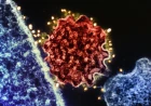 Microbiologia: il sistema immunitario "sente" fisicamente i microbi prima ancora di riconoscerli come tali