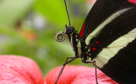 Come nasce una nuova specie? Uno studio sul genoma che coinvolge diverse popolazioni della farfalla Heliconius erato