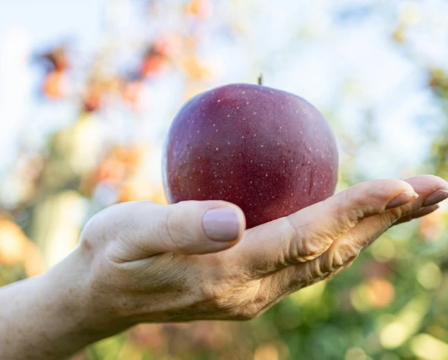 Educazione alimentare: pubblicato su Nutrients lo studio dell’innovativo progetto “Sano, giusto e con gusto!”