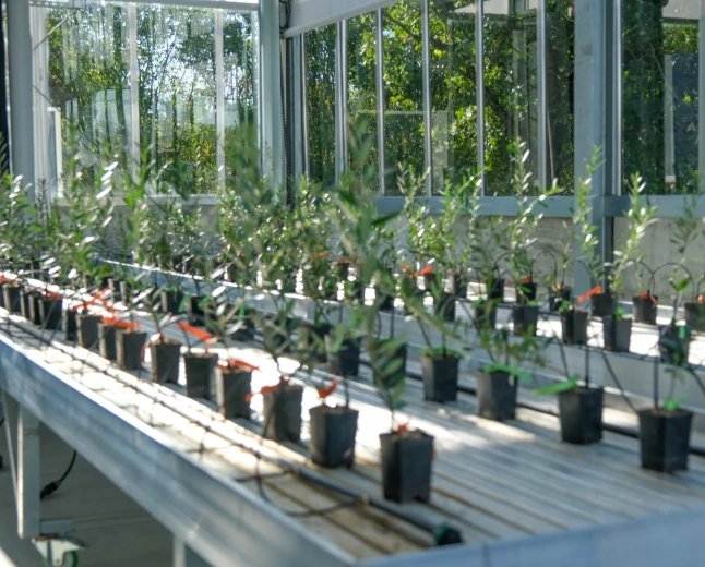Agricoltura avanzata, digitale e sostenibile: inaugurato Living Lab, la nuova serra ad alta automazione dell'Università di Parma