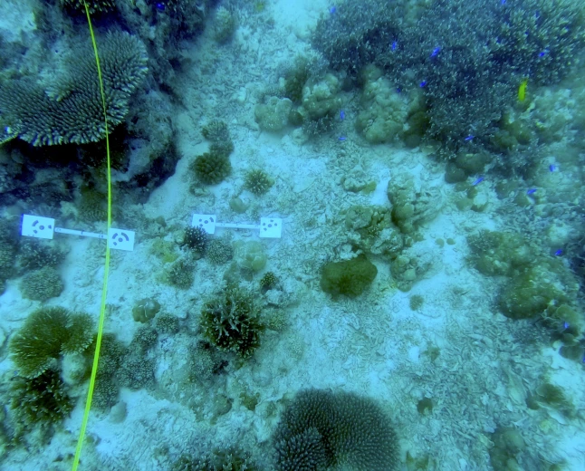 Progetto europeo SEASTRONG: conclusa a Seychelles una missione che studia le difese naturali delle coste tropicali