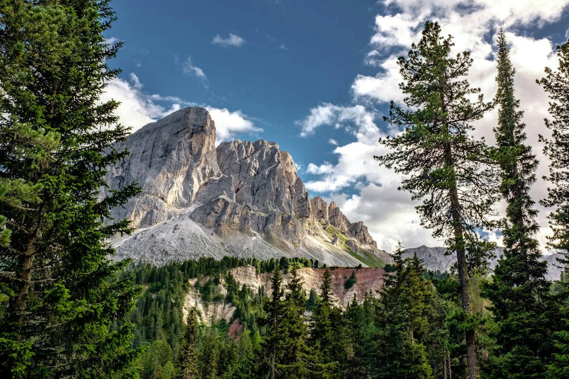 La geometria che salva le foreste: come la disposizione degli alberi protegge la biodiversità