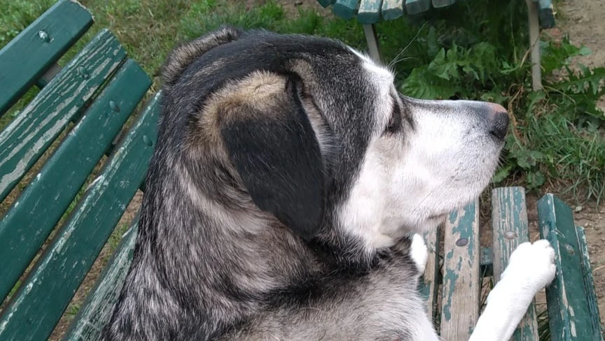 L'effetto Bouba-Kiki: secondo uno studio anche per i cani i suoni hanno una "forma"