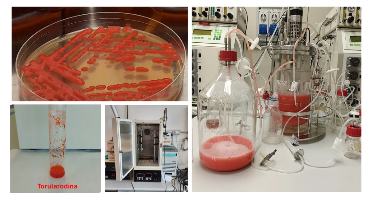 ENEA e Università di Bologna: l'utilizzo di carotenoidi per "regolare" i meccanismi cellulari