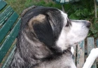 L'effetto Bouba-Kiki: secondo uno studio anche per i cani i suoni hanno una "forma"