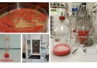 ENEA e Università di Bologna: l'utilizzo di carotenoidi per "regolare" i meccanismi cellulari