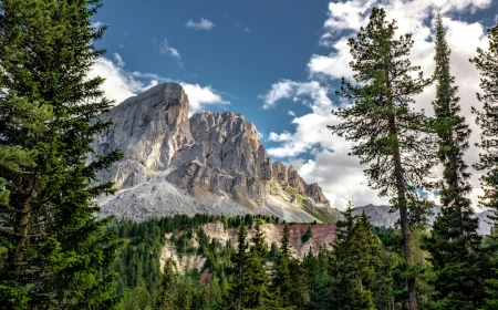 La geometria che salva le foreste: come la disposizione degli alberi protegge la biodiversità