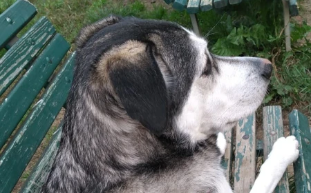 L'effetto Bouba-Kiki: secondo uno studio anche per i cani i suoni hanno una "forma"