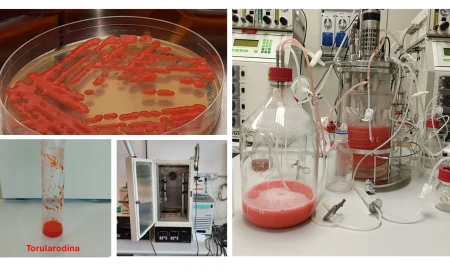 ENEA e Università di Bologna: l'utilizzo di carotenoidi per "regolare" i meccanismi cellulari
