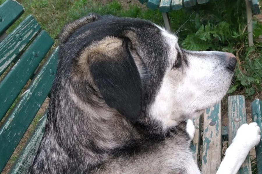 L'effetto Bouba-Kiki: secondo uno studio anche per i cani i suoni hanno una "forma"